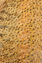 Inland Bearded Dragon (Pogona vitticeps) close-up of scales, captive, endemic to Australia.