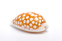 Tan and white cowrie (Cribrarula cribaria) shell, on white background.