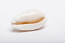 Tan and white cowrie (Cribrarula cribraria) shell, showing aperture, on white background.