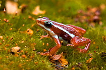 Phantasmal Poison Dart Frog (Epipedobates tricolor) portrait, captive, endemic to Ecuador. Endangered species.