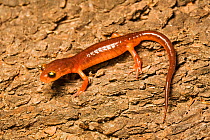 Yellow-eyed Salamander (Ensatina eschschotzii) San Mateo County, California, USA, April.