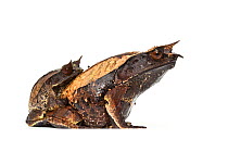 Asian horned frogs (Megophrys nasuta) in amplexus, on white background, captive occurs in South East Asia.