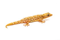 Marbled gecko (Gekko grossmanni) on white background, captive from South East Asia.