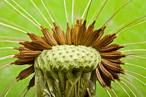 Dandelion (Taraxacum officinale) seedhead, focus stacked image.