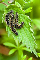 Peacock butterfly caterpillars (Inachis io) on stinging nettle, Derbyshire, England, UK May.