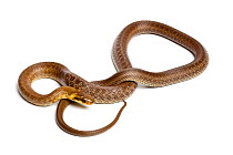 Aesculapian snake (Zamenis longissimus) on white background, captive from Europe.