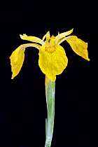Flag iris (Iris pseudacorus) on black background. Focus stacked image.