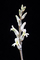 Flower spike (Haworthia maughanii) South Africa.