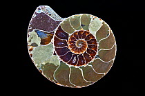 Ammonite, cross section on black background,