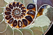 Ammonite, cross section.
