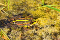 Marsh frog (Pelophylax ridibunda) Rainham Marshes, Essex, USA, April.