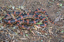 Western Long-nosed Snake (Rhinocheilus lecontei) California, USA, May.