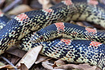 Western Long-nosed Snake (Rhinocheilus lecontei) California, USA, May.