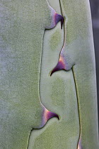 Agave (Agave americana) close up of new leaf developing.
