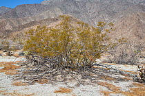 Creosote bush (Larrea tridentata) Anza-Borrego Desert, California, USA, May.