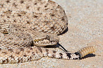 Sidewinder (Crotalus cerastes) with flickering tongue, Anza-Borrego Desert, California, USA, May.