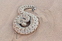 Sidewinder (Crotalus cerstastes) Anza-Borrego Desert, California, USA, May.