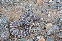 Southwestern Speckled Rattlesnake (Crotalus mitchelli pyrrhus) camouflaged against granite, Joshua Tree Natinal Park, California, USA, May.