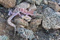 Desert Banded Gecko (Coleonyx variegatus) Joshua Tree National Park, California, USA, May.