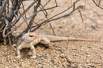 Desert Iguana (Dipsosaurus dorsalis) Joshua Tree National Park, California, USA, May.