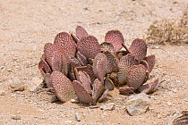 Purple Prickly-pear or Beavertail Cactus (Opuntia santa-rita) Joshua Tree National Park, California, USA, May.