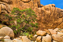 Single-leaf Pinyon Pine (Pinus monophylla) Joshua Tree National Park, California, USA, May.