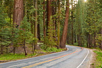 US Highway 198 passing through the Sequoia National Park, California, USA, May.
