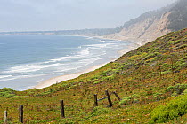 Coastal landscape with fence near Big Sur,California, USA, June..