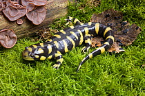 Barred tiger salamander (Ambystoma tigrinum mavortium) captive occurs in South and Central USA.