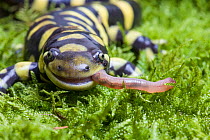 Barred tiger salamander (Ambystoma tigrinum mavortium)eating earth worm, captive occurs in South and Central USA.