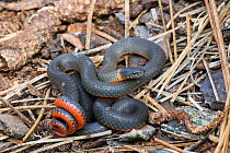 Ringneck Snake (Diadophis punctatus) in defensive posture, San Jose, California, USA, April. April.