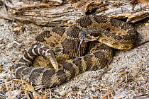 Northern Pacific Rattlesnake (Crotalus viridis oreganus) San Jose, California, USA, April.