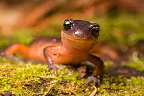 Yellow-eyed Salamander (Ensatina eschschotzii) San Mateo County, California, USA, April.