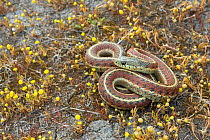 Coast Garter Snake (Thamnophis elegans terrestris) Point Reyes, California, USA, April.