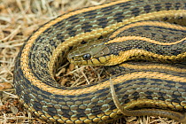 Pacific Coast Aquatic Garter Snake (Thamnophis atratus atratus) Point Reyes, California, USA, April.