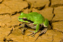 Pacific Tree Frog or Pacific Chorus Frog (Pseudacris regilla) Golden Bluffs, California, USA, April.