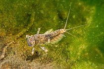 Flathead mayfly nymph (Heptageniidae) Europe, April, controlled conditions.