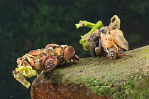 Case-building caddisfly larvae (Trichoptera) in protective cases made of various objects, Europe, April, controlled conditions.