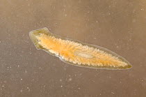 Flatworm (Dugesia sp) Europe, December, controlled conditions.