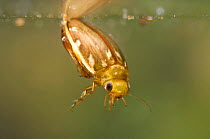 Water beetle (Laccophilus sp) taking air at the surface, January, Europe, controlled conditions.