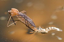 Mosquito (Anopheles sp) adult emerging from pupa, Europe, January, controlled conditions.