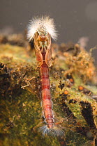 Non-biting midge (Chironomidae) pupa, Europe, January, controlled conditions. Image taken using digital focus stacking.