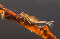 Minnow mayfly (Baetidae) nymph on submerged twig, Europe, January, controlled conditions.