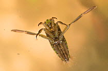 Backswimmer (Notonecta glauca) viewed from above, Europe, February, controlled conditions.