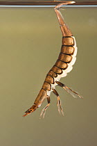 Diving beetle (Graphoderus bilineatus) larva breathing at surface, Europe, June, controlled conditions.