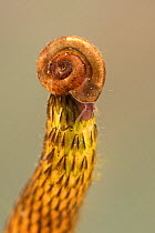 Freshwater snail (Planorbidae) on stem, Europe, June, controlled conditions.