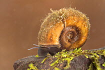 Great ramshorn snail (Planorbarius corneus) Europe, June, controlled conditions.