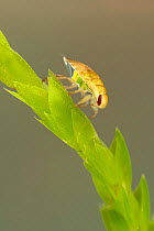 Creeping water bug (Ilyocoris cimicoides) nymph on stem, Europe, August, controlled conditions.