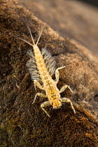 Hacklegill mayfy (Potamanthidae) nymph crawling on stone, Europe, August. Controlled conditions.