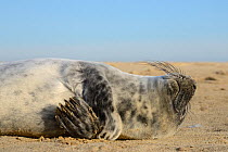 Grey seal pup (Halichoerus grypus) scratching itself with a flipper while lying on a sandy beach, Norfolk, UK, January.